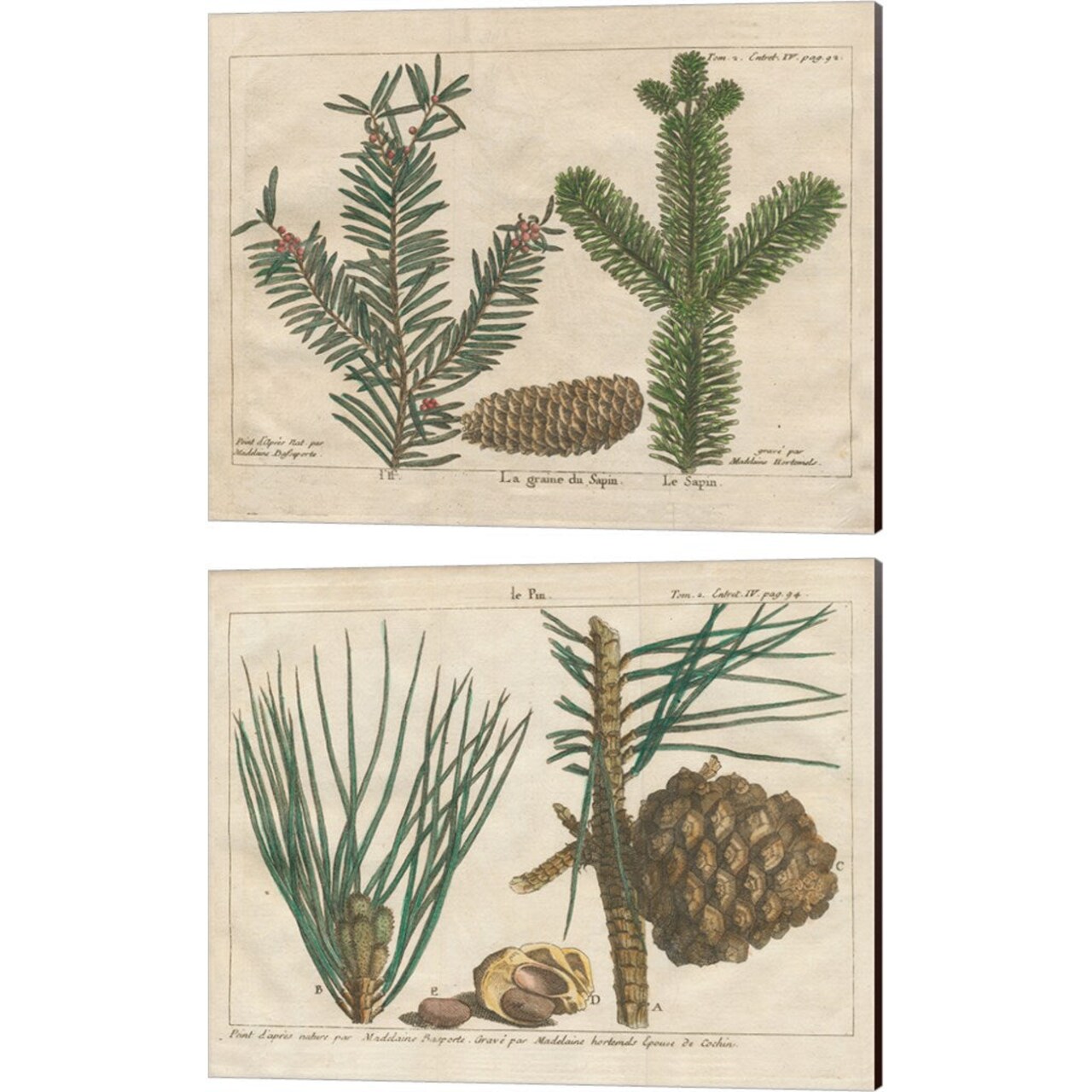 Antique Botanical by Wild Apple Portfolio, 2 Piece Canvas Art Set 16x20 Inch